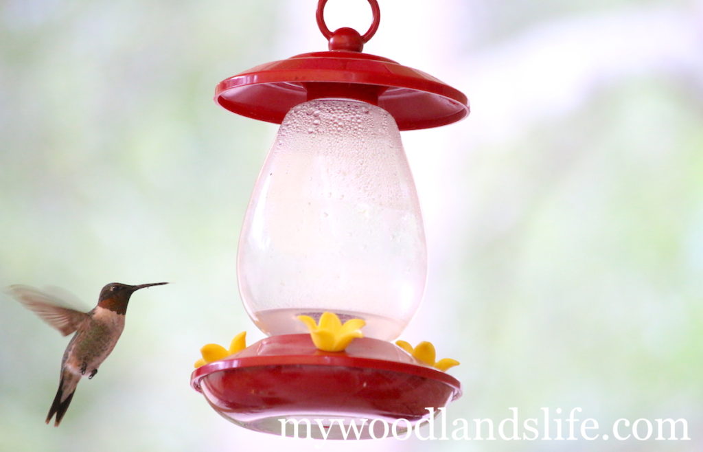 Hummingbird and Lowe's feeder