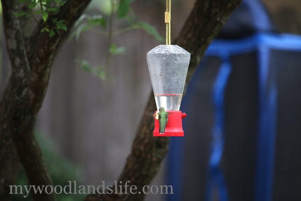 Hummingbird and Walmart feeder