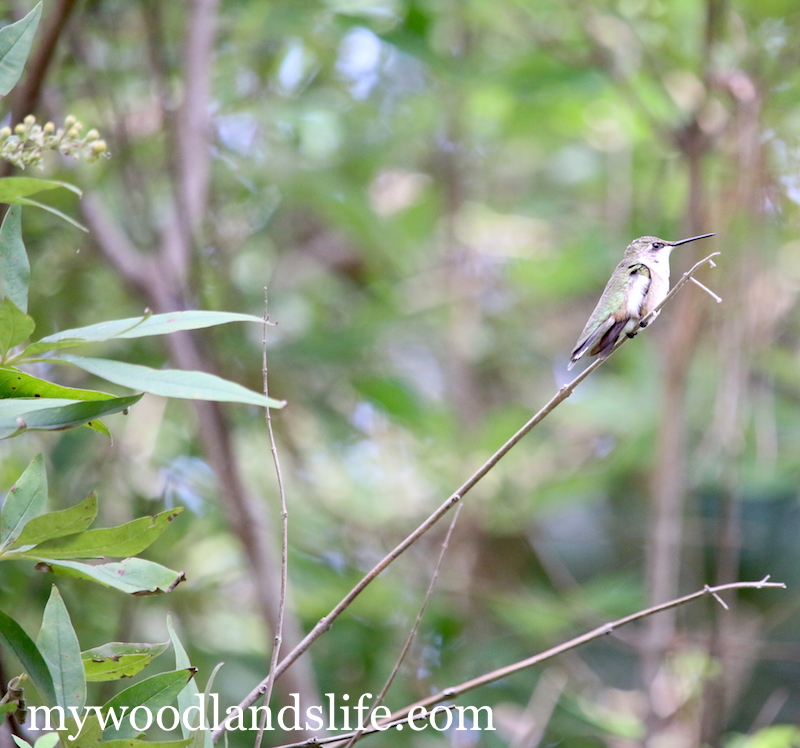 Hummingbird on branch Texas migration