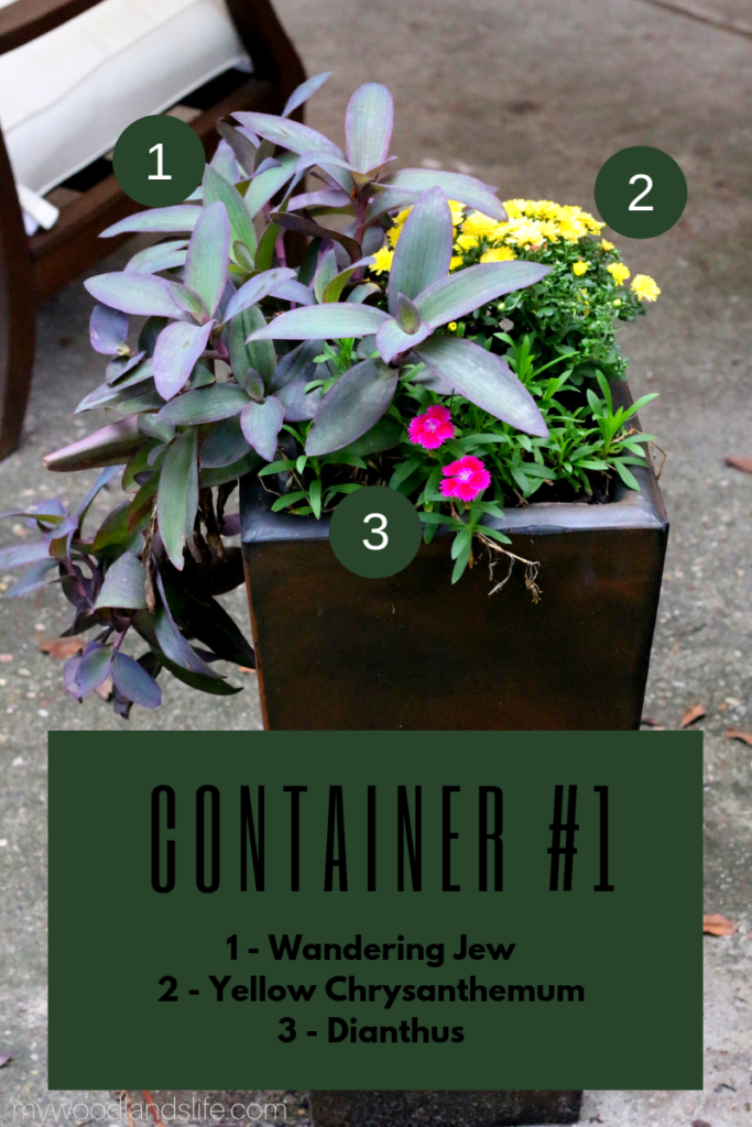 A low-maintenance container garden with wandering jew, chrysanthemum and dianthus