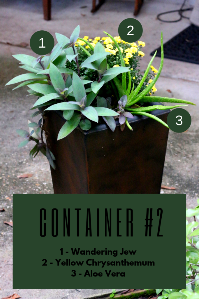 Low-maintenance container garden with wandering jew, aloe vera, and chrysanthemum
