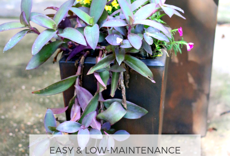 A low-maintenance fall container garden for the patio