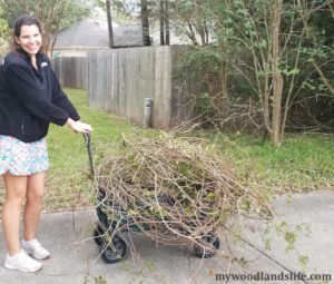 Collecting vines to make a DIY grapevine Christmas tree