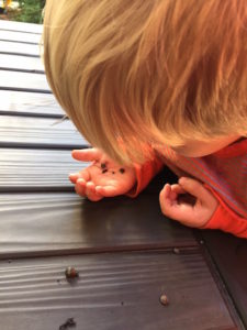 Hunting for snails in November