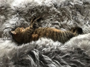 Cat on sheepskin blanket