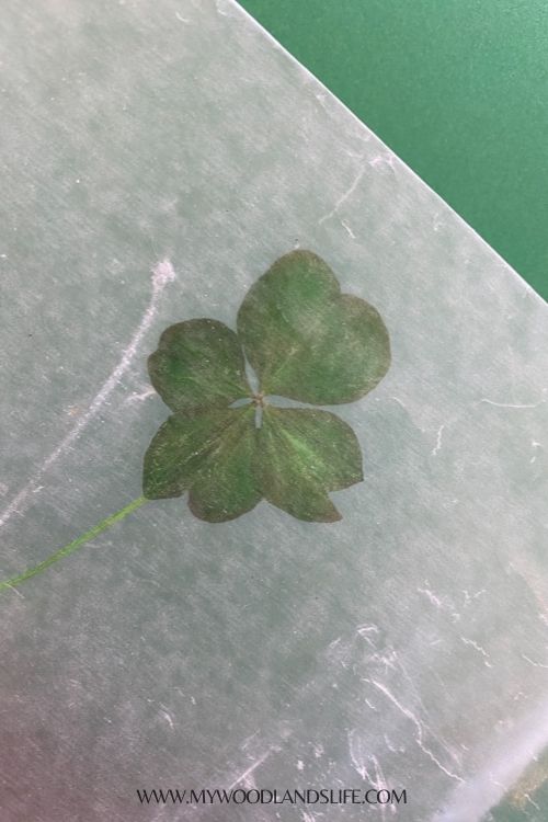 Four leaf clover pressed between wax paper