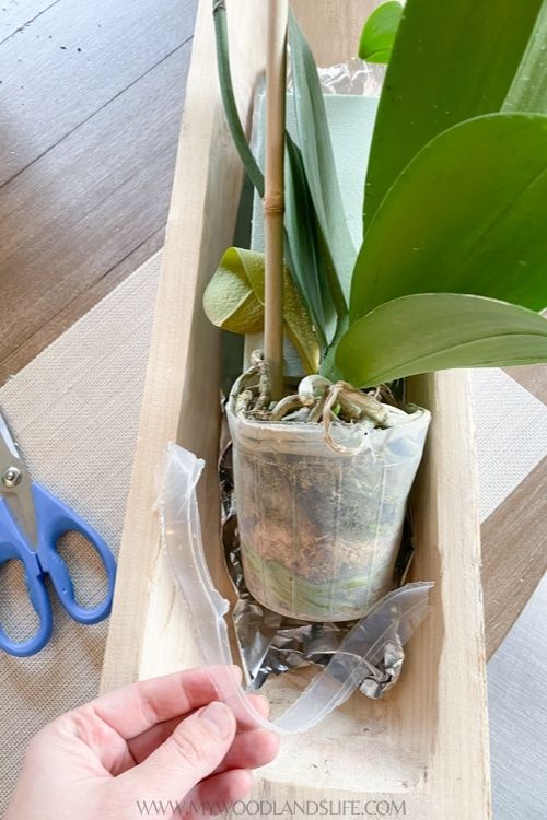 Cutting top off of container holding orchid plant