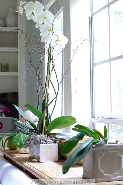 Orchid arrangement with white blooms on natural wood console table